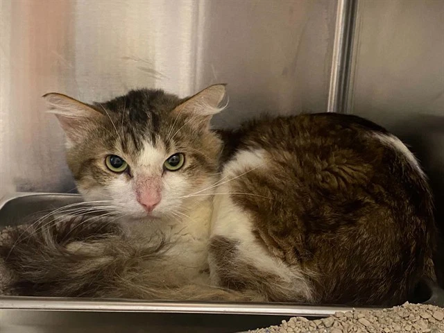 Big Al