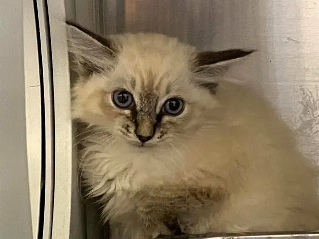 Aspen - Himalayan