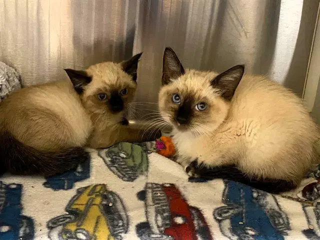 Rowan - Siamese