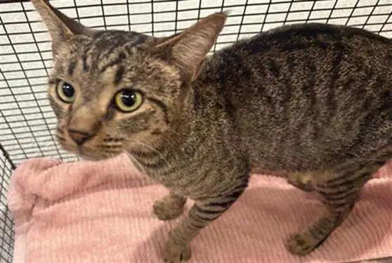 Denise - Domestic Short Hair