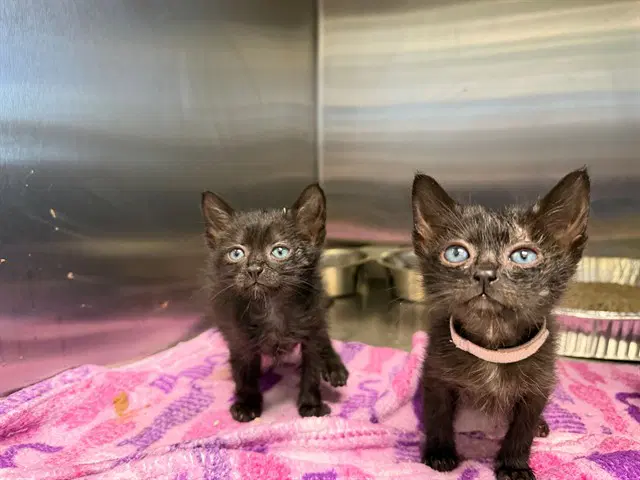 Chuckie - Domestic Short Hair