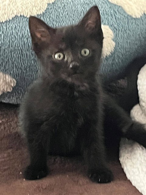EVIE