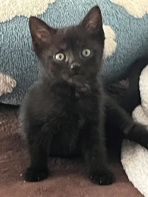 Evie - Domestic Short Hair