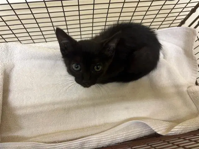 Dakota - Domestic Short Hair