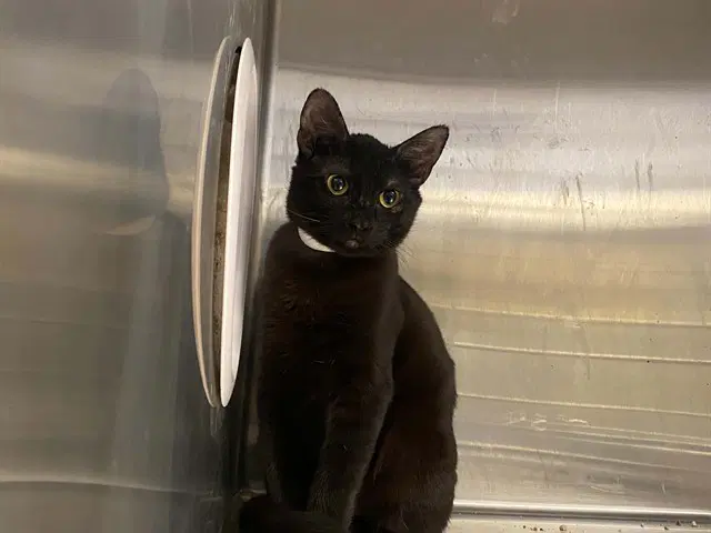 Kyle - Domestic Short Hair