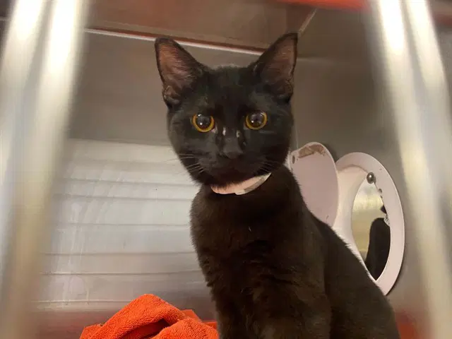 Carlos - Domestic Short Hair
