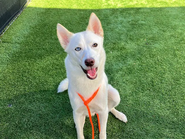 Kairi - Siberian Husky