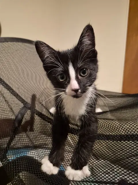 Yuzu - Domestic Short Hair