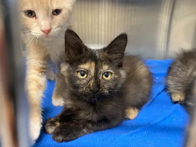 Cocoa Bean - Domestic Medium Hair