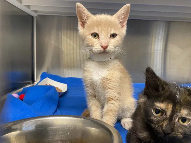 Toasted Marshmallow - Domestic Medium Hair