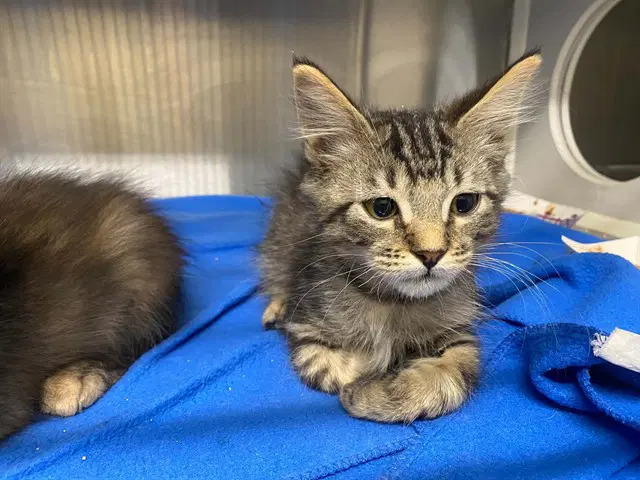 Cookie Monster - Domestic Medium Hair