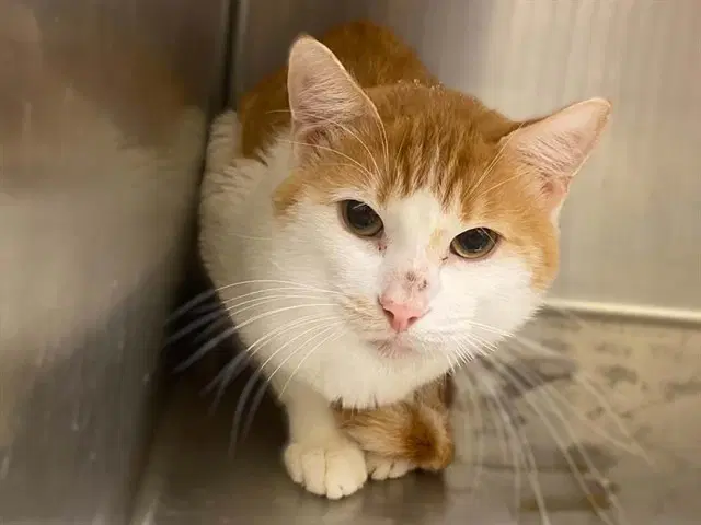 Dill - Domestic Short Hair