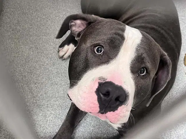 Tom - Pit Bull Terrier