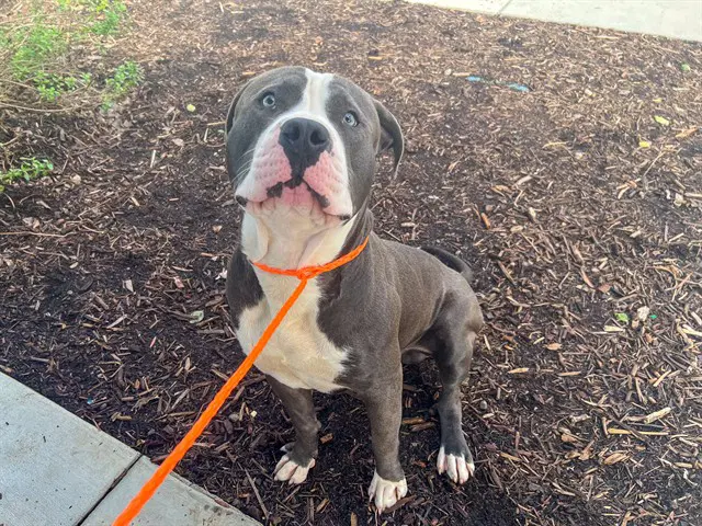 Tom - Pit Bull Terrier