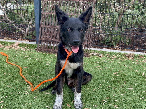Alder, Australian Shepherd / Mixed (medium coat)