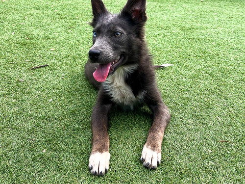 Opal, Australian Shepherd / Mixed (medium coat)