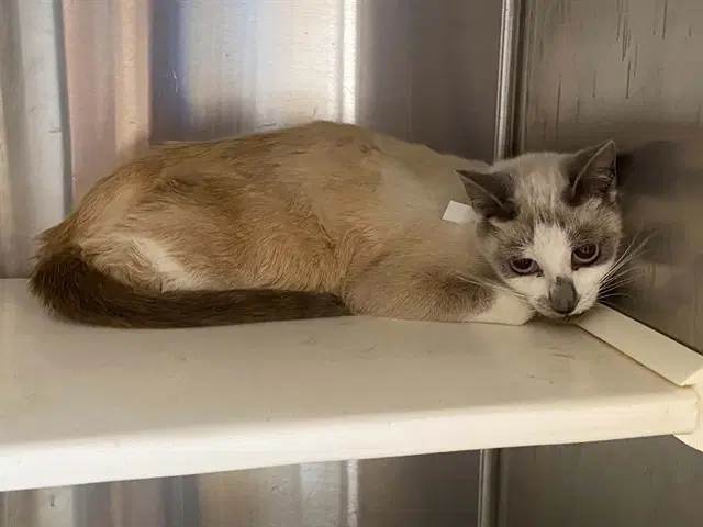Heather - Siamese