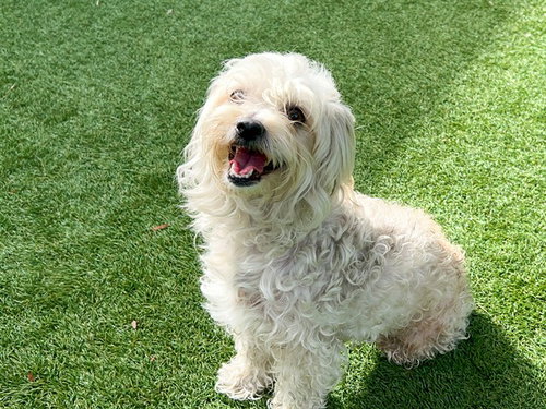 Juniper, Poodle (Miniature) (medium coat)