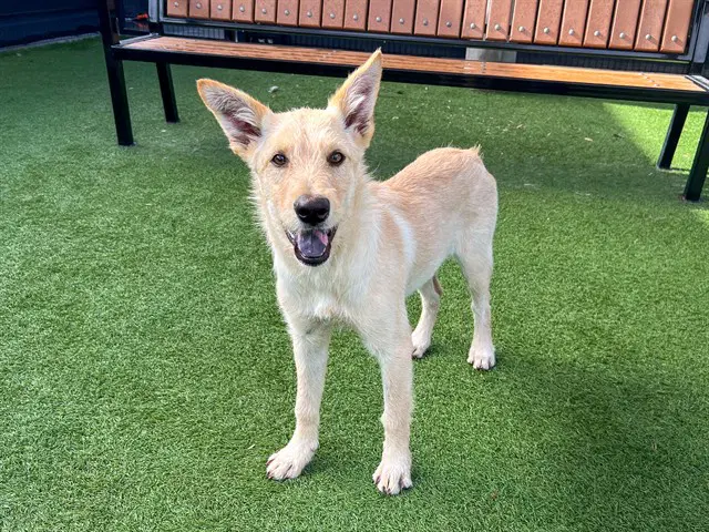 Harper - German Shepherd Dog