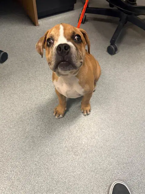 Osiris - English Bulldog