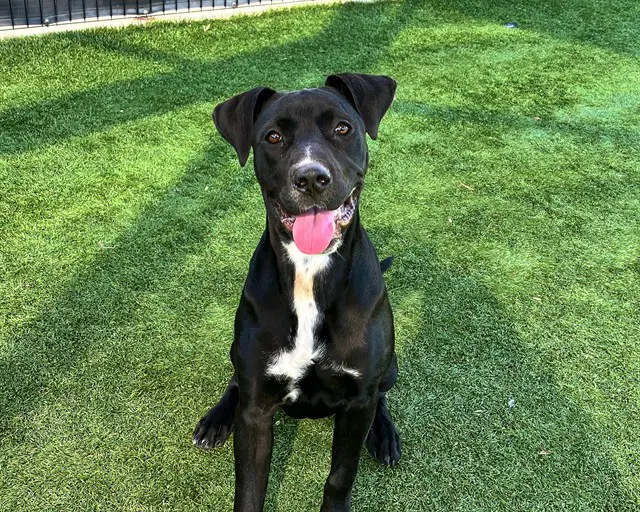 Jenny - Labrador Retriever