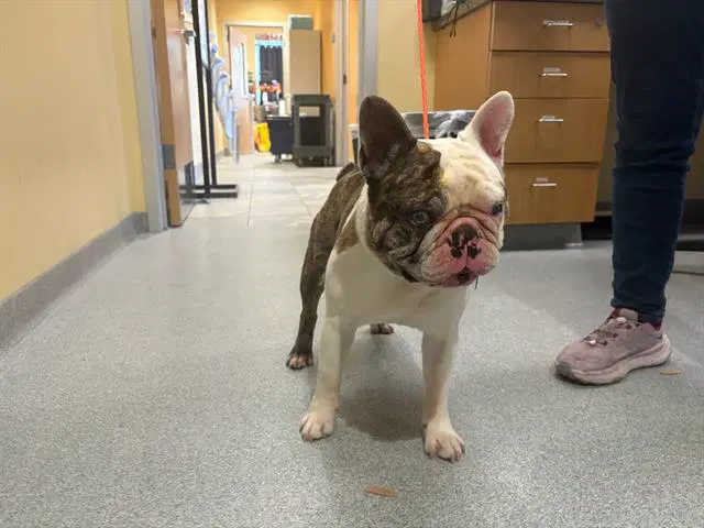 Mammoth - French Bulldog