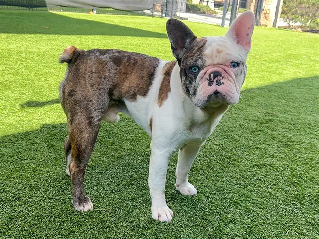 Mammoth - French Bulldog