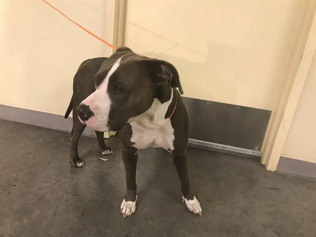 Melody - Pit Bull Terrier