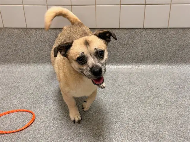 Eris - Pug