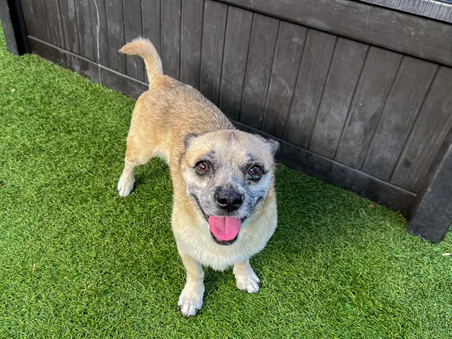 Eris - Pug