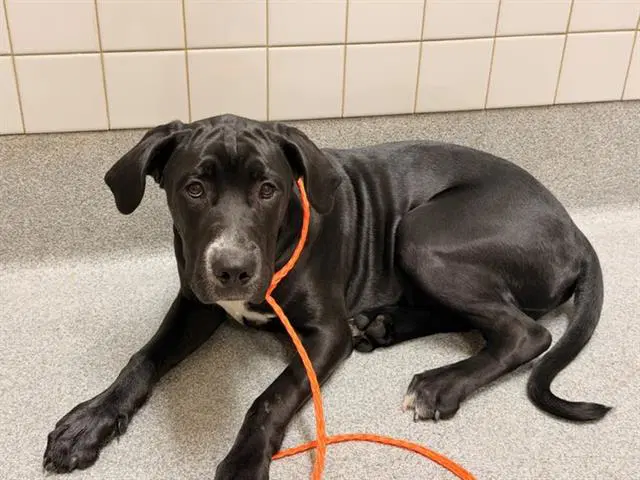 Zephyr - Great Dane