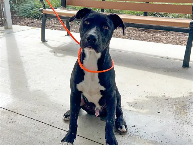 Zephyr - Great Dane