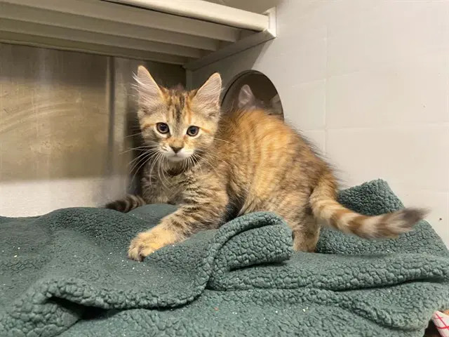 Ginger - Domestic Short Hair