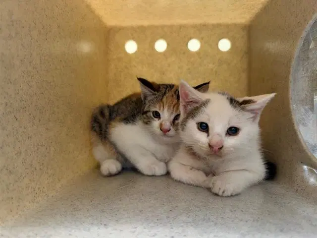 Vladamir - Domestic Short Hair