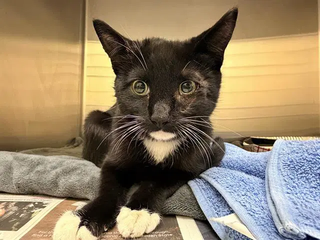 Spectral - Domestic Short Hair
