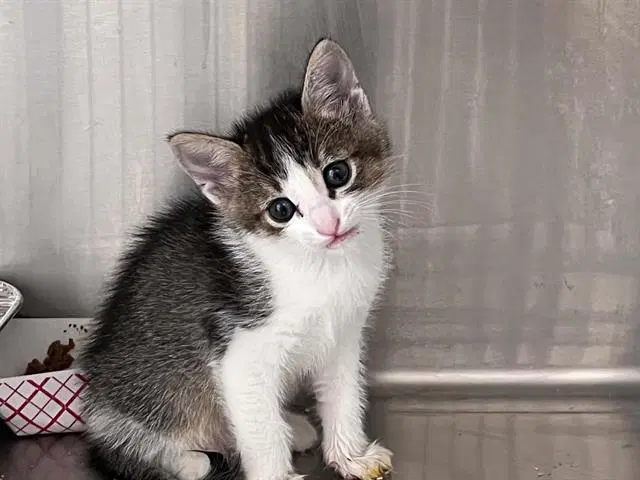 Keylime - Domestic Short Hair
