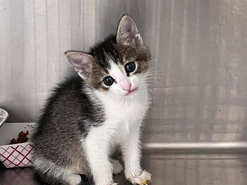 Keylime, Domestic Short Hair (medium coat)