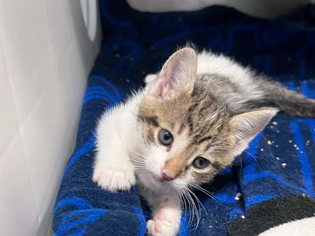 Coconut - Domestic Short Hair