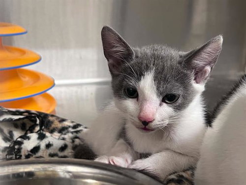 Noob, Domestic Short Hair (medium coat)