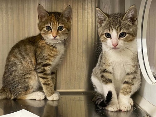 Luci, Domestic Short Hair (medium coat)