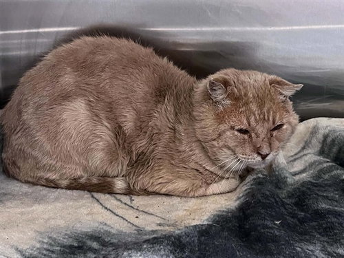 Major, Domestic Short Hair (medium coat)