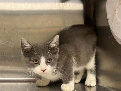 Gimli, Domestic Short Hair (medium coat)
