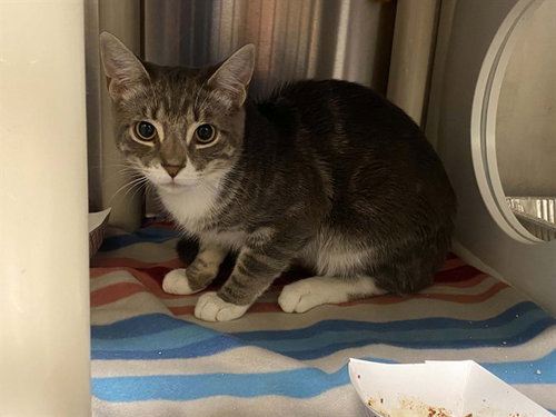 Star Fighter, Domestic Short Hair (medium coat)