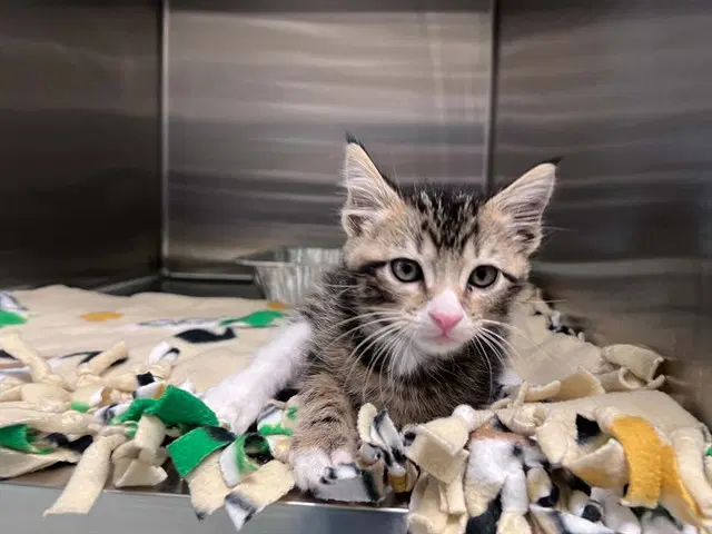 Reginald - Domestic Short Hair