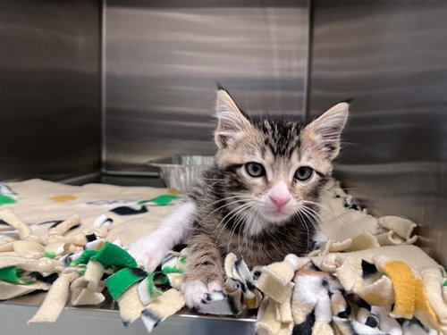 Reginald, Domestic Short Hair (medium coat)