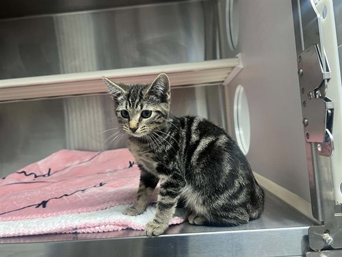 Baby, Domestic Short Hair (medium coat)