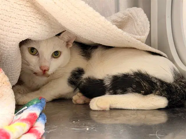 Avocado - Domestic Short Hair