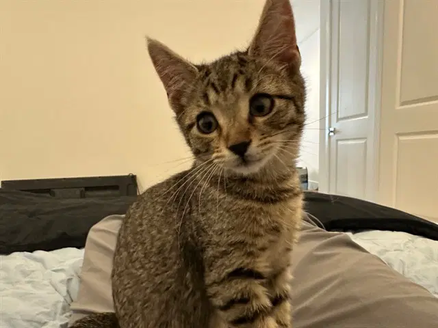 Maple - Domestic Short Hair