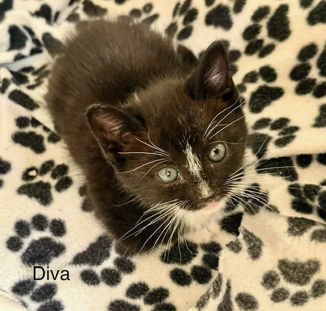 Diva - Domestic Short Hair