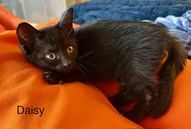Daisy - Domestic Short Hair
